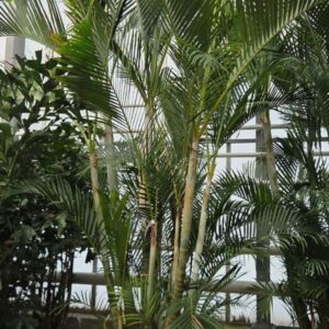 Chrysalidocarpus Dypsis lutescens (Areca)
(1 Plants/Order)(85cmP 450cmH)