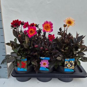 Dahlia Happy Day's mix
(6 Plants/Order)(17cmP 30cmH)