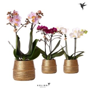 Phalaenopsis mixed 2 spike in Groove Pot gold
(6 Plants/Order)(9cmP 40cmH)