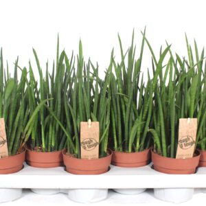 Sansevieria bacularis
(12 Plants/Order)(10.5cmP 40cmH)
