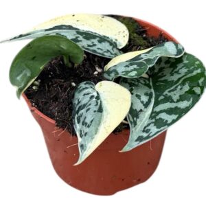 Scindapsus Mayari Variegata
(9 Plants/Order)(10.5cmP 2cmH)