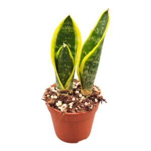 Sansevieria bacularis Superba Futura
(5 Plants/Order)(7cmP 15cmH)
