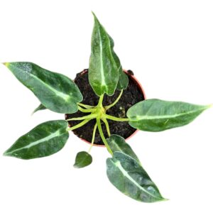 Alocasia Bambino
(20 Plants/Order)(7cmP 15cmH)