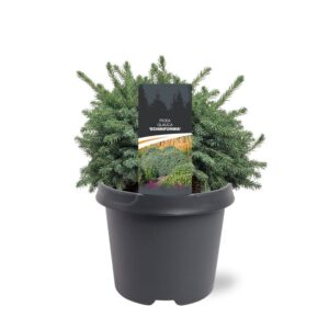 Picea glauca Echiniformis
(1 Plants/Order)(23cmP 35cmH)