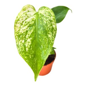 Monstera Devil
(1 Plants/Order)(7cmP 25cmH)