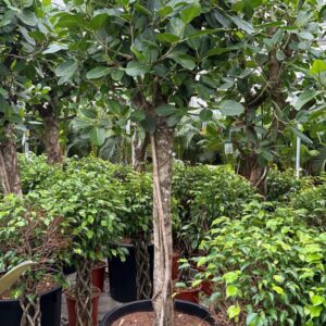 Ficus benghalensis
(1 Plants/Order)(70cmP 300cmH)