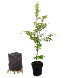 Fagus sylvatica
(1 Plants/Order)(21cmP 100cmH)