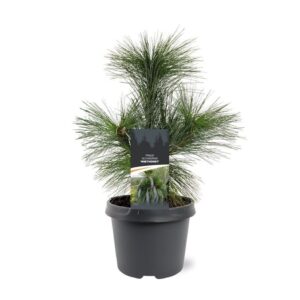 Pinus schwerinii Wiethorst'
(1 Plants/Order)(19cmP 35cmH)