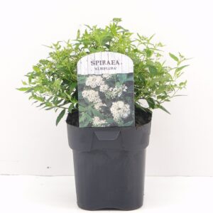 Spiraea japonica Albiflora
(6 Plants/Order)(17cmP 25cmH)