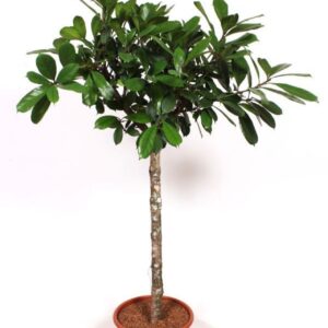 Ficus cyathistipula
(1 Plants/Order)(40cmP 200cmH)