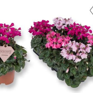 Cyclamen Cyclamen Exclusive® Petticoat mix
(8 Plants/Order)(10.5cmP 20cmH)
