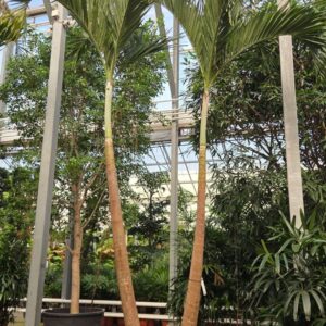palms Veitchia merrillii 2pp
(1 Plants/Order)(96cmP 500cmH)