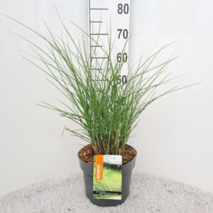 Miscanthus sinensis Gracillimus
(1 Plants/Order)(26cmP 50cmH)
