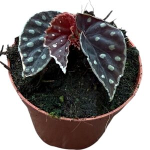 Begonia Fire Fly
(14 Plants/Order)(8cmP 12cmH)