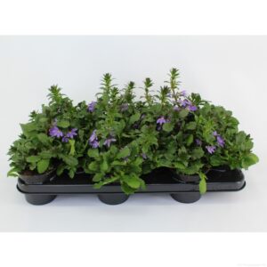 Scaevola Blue Fan Scaevola saligna 'Blue Fan'
(12 Plants/Order)(10.5cmP 20cmH)