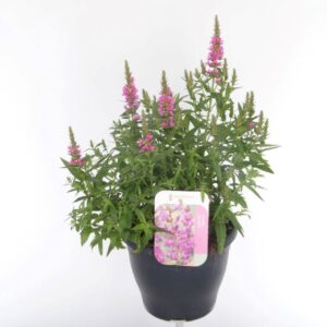 Lythrum salicaria Robert Lythrum salicaria Robert
(1 Plants/Order)(23cmP 55cmH)