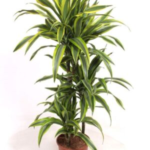 Dracaena Lemon Lime 60-30-15
(1 Plants/Order)(21cmP 100cmH)