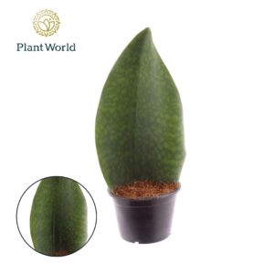 Sansevieria other ‘Masoniana’ Whale Fin
(7 Plants/Order)(14cmP 45cmH)