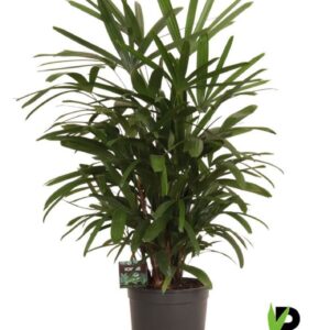 Rhapis excelsa Rhapis excelsa
(1 Plants/Order)(24cmP 110cmH)
