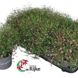 Gypsophila gypsy pink
(8 Plants/Order)(12cmP 25cmH)