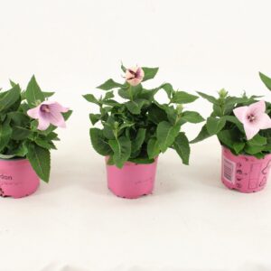 Platycodon Astra Pink pink
(12 Plants/Order)(10.5cmP 25cmH)