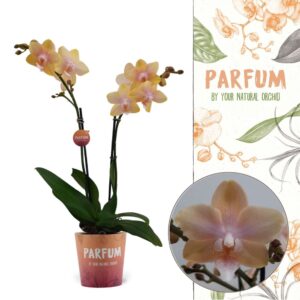 Phalaenopsis Bolgheri Lemon Parfum 2 spike
(10 Plants/Order)(12cmP 50cmH)