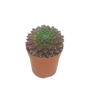 Sempervivum 5,5 cm
(20 Plants/Order)(5.5cmP 8cmH)