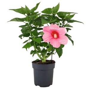 Hibiscus Extreme Hot Pink Imp Hibiscus Extreme Hot Pink p17
(4 Plants/Order)(17cmP 45cmH)