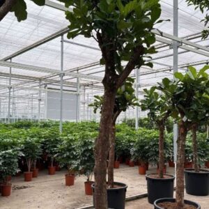 Ficus lyrata
(1 Plants/Order)(80cmP 450cmH)