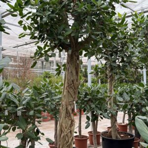 Ficus benghalensis
(1 Plants/Order)(80cmP 400cmH)