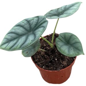 Alocasia Nebula
(9 Plants/Order)(10.5cmP 15cmH)
