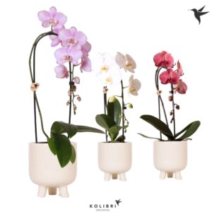 Phalaenopsis Elegant Cascade Niagara Fall mix 1 spike in Gummy Pot trave
(5 Plants/Order)(12cmP 50cmH)