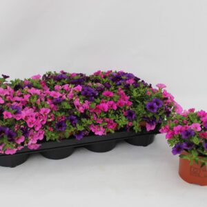 Calipetite "Calibrachoa ""Spirit"" Tricolor Blue, Pink"
(8 Plants/Order)(13cmP 17cmH)