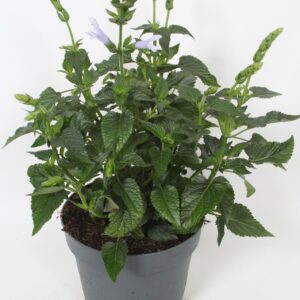 Salvia Salgoon Lake Silvretta
(6 Plants/Order)(16cmP 30cmH)