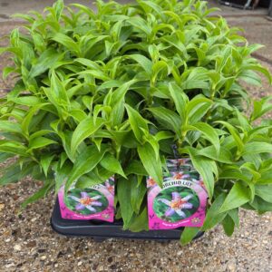 Tricyrtis formosana Pink Freckless P 13
(8 Plants/Order)(13cmP 40cmH)