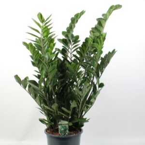 Zamioculcas zamiifolia Lucky Classic 10+ Feathers
(1 Plants/Order)(27cmP 100cmH)