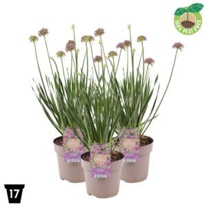 Allium Millenium
(1 Plants/Order)(17cmP 35cmH)