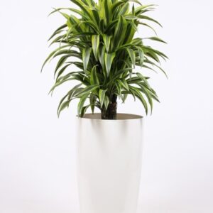 Dracaena Lemon Lime Dracaena Lemon Lime in Santorini Pot "wit"
(1 Plants/Order)(33cmP 140cmH)