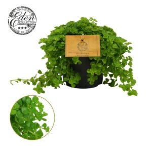 Pilea depressa 10,5cm
(6 Plants/Order)(10.5cmP 15cmH)
