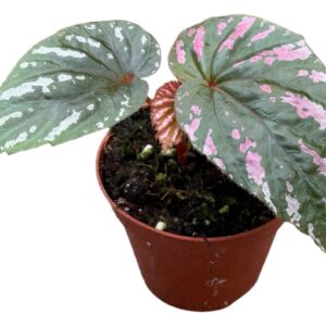 Begonia Begonia Brevirimosa
(14 Plants/Order)(8cmP 12cmH)