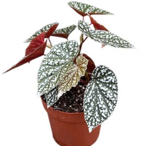 Begonia Snowcap
(6 Plants/Order)(17cmP 30cmH)