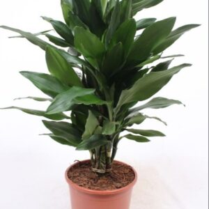 Dracaena Janet Lind
(1 Plants/Order)(21cmP 80cmH)