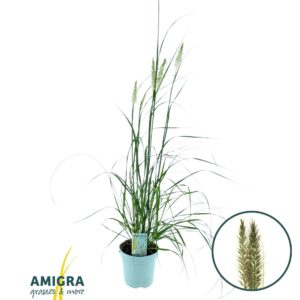 Pennisetum alopecuroides Pennisetum alop. 'Black Alvernee'
(6 Plants/Order)(17cmP 100cmH)