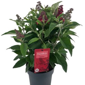 Buddleja Butterfly Candy Little Rub Nolina 19 cm. Red
(3 Plants/Order)(19cmP 60cmH)