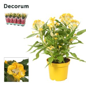 Celosia Hot Topic Yellow with sleeve
(10 Plants/Order)(12cmP 32cmH)