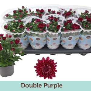 Chrysanthemum Mount Tourmalet Double Purple
(10 Plants/Order)(12cmP 25cmH)
