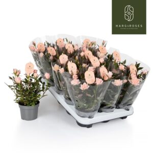 Rosa Rosaroma Pink Light
(15 Plants/Order)(10.5cmP 25cmH)