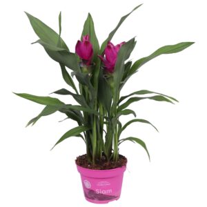 Curcuma alismatifolia Siam Sublime 12cm, 4+ Flower
(10 Plants/Order)(12cmP 50cmH)
