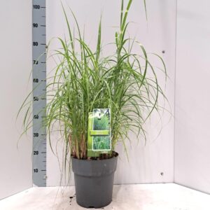 Miscanthus sinensis Zebrinus
(1 Plants/Order)(23cmP 85cmH)