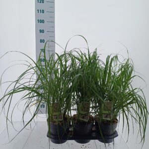 Pennisetum alopecuroides Pennisetum alopecuroides 'Black Beauty'
(1 Plants/Order)(19cmP 55cmH)